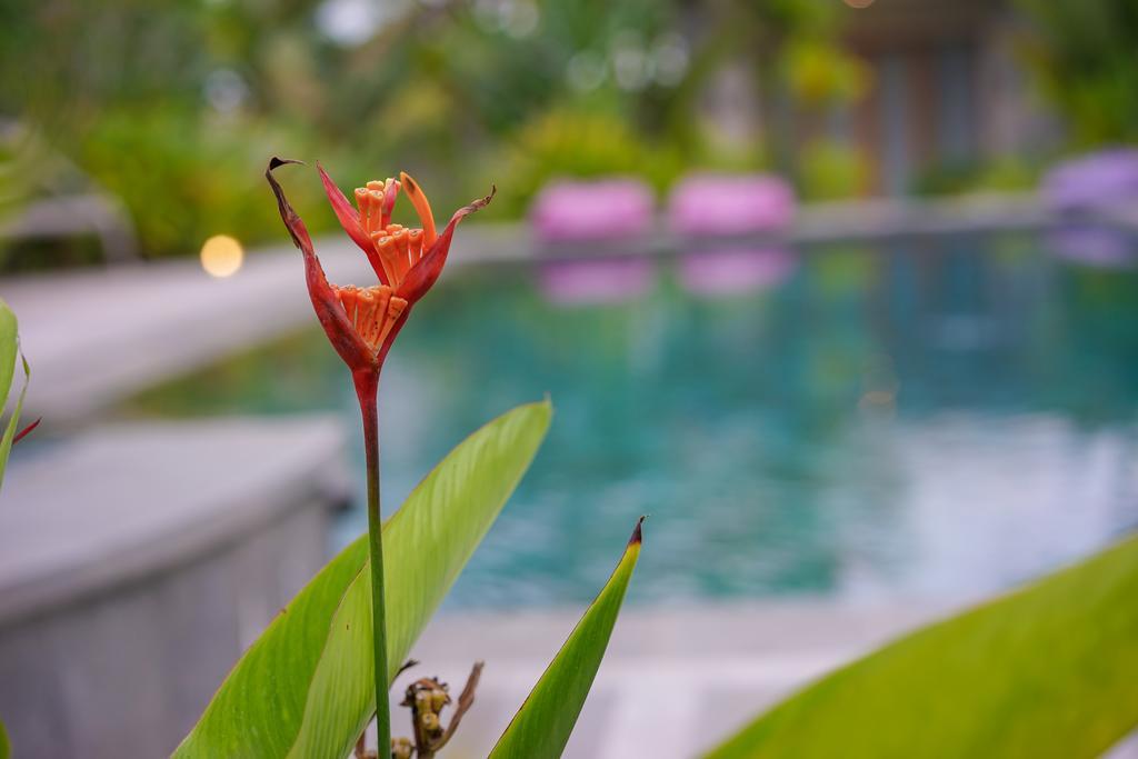 Ibludan Hotel Senggigi Eksteriør billede