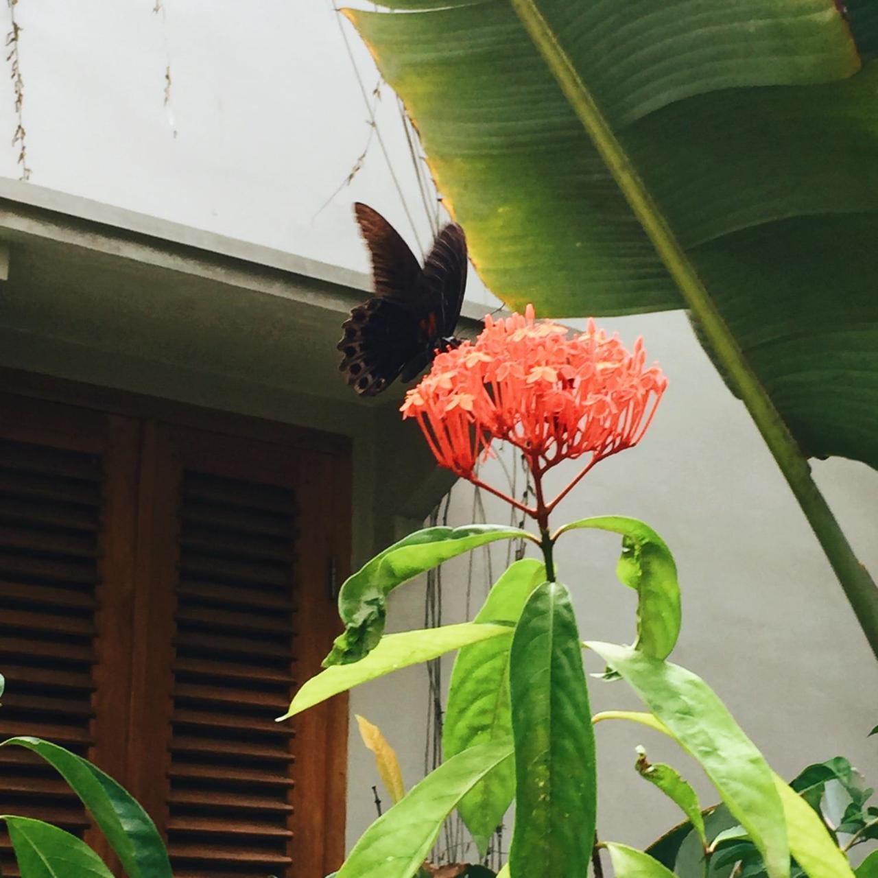 Ibludan Hotel Senggigi Eksteriør billede